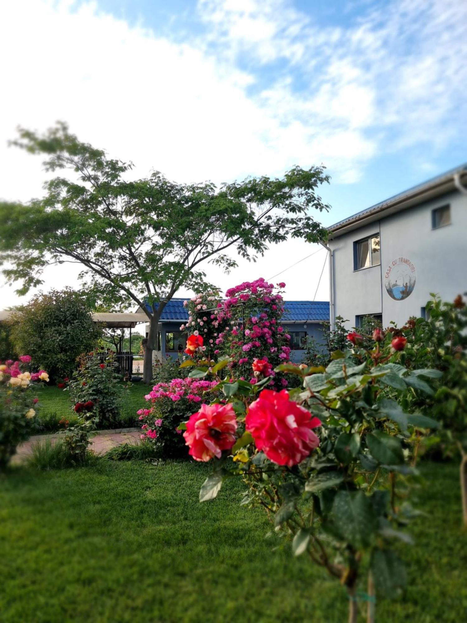 Casa Cu Trandafiri 무리기올 외부 사진